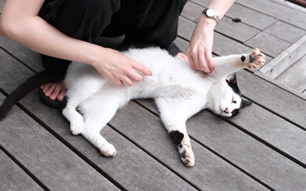 変わる気候・変わらぬネコ🐈