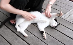 変わる気候・変わらぬネコ🐈