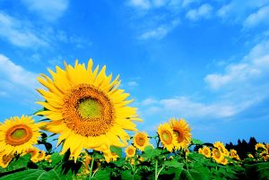 お盆休業のお知らせ🌻